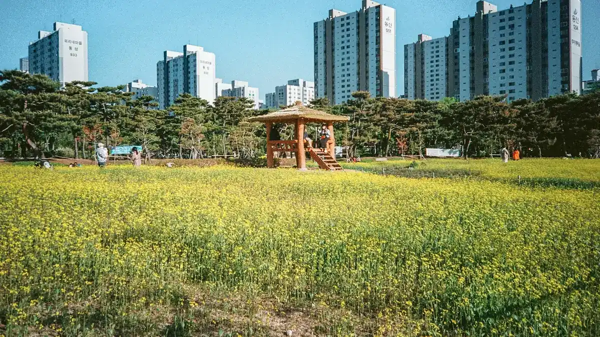 부천 중동 공원의 유채꽃밭과 정자, 뒤로 보이는 아파트 단지