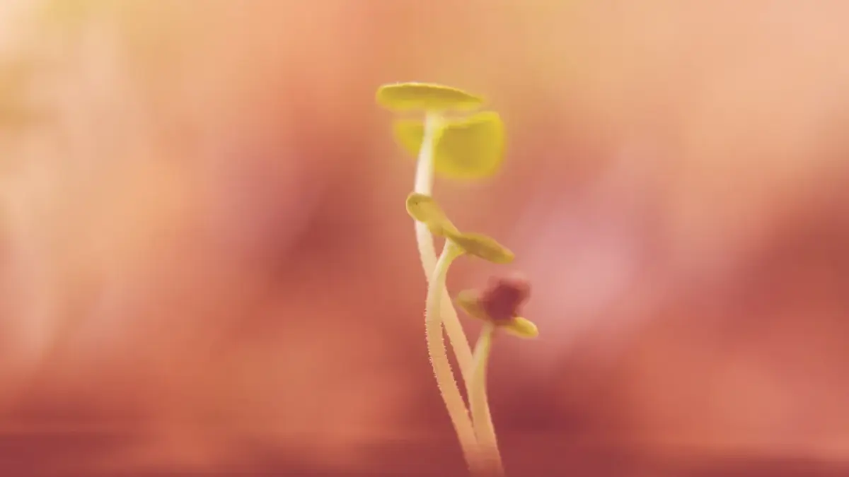 macro photography of plant sprout
